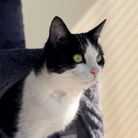 YUMI, chatte à adopter