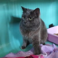 Ristoune, chat à adopter
