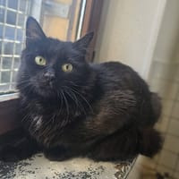 NECROZMA, chatte à adopter