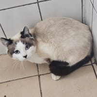 PALKIA, chatte à adopter