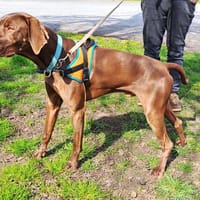 SANKO, chien à adopter