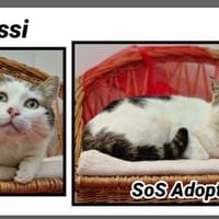WASSY, chat à adopter