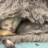 CANELLE A17342, chatte à adopter