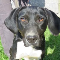 VANILLE, chienne à adopter