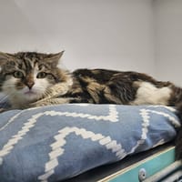 MORPEKO, chat à adopter