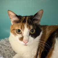 JESSICA A17366, chatte à adopter
