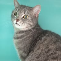 BLUE C, chatte à adopter