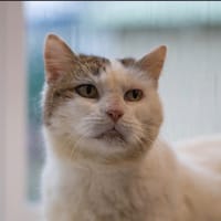 PRISCA, chatte à adopter