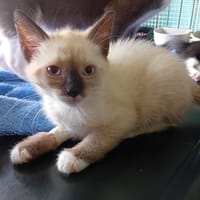 FÉLIN, chat à adopter