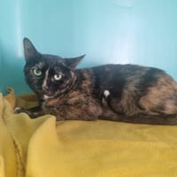 URSULA, chatte à adopter