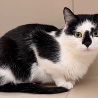 Ginette CAB5329, chatte à adopter