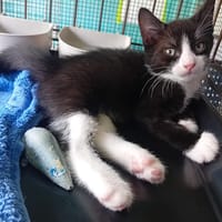 FENRIR, chat à adopter