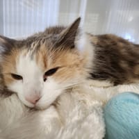 NORA, chatte à adopter