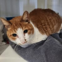 GASTON, chat à adopter