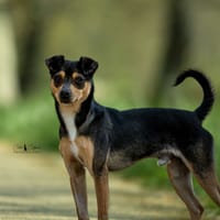 Jack, chien à adopter