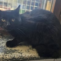 CHAPOTUS, chat à adopter