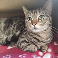 BOUMACHAT, chatte à adopter