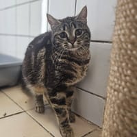 EOKO, chat à adopter