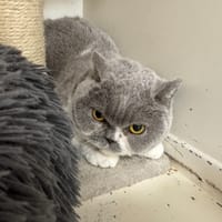 PRINCESSE A17362, chatte à adopter