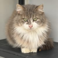 Yuna CAB5315, chatte à adopter