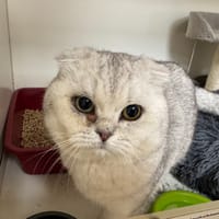 SNOW A17361, chat à adopter
