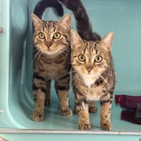 Tarzan CAB5309, chat à adopter