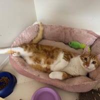 ASLAN A17359, chat à adopter