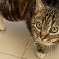 Mia CAB5323, chatte à adopter