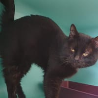 SONY C, chat à adopter