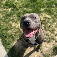 SULTAN, chien à adopter