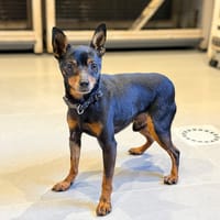 ORSON, chien à adopter