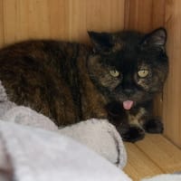 Gaby CAB5319, chatte à adopter