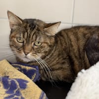 josette CAB5312, chatte à adopter