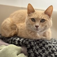 Mango CAB5313, chat à adopter