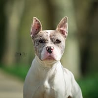 Blanco, chien à adopter
