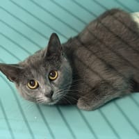 Rooxie CAB5316, chatte à adopter