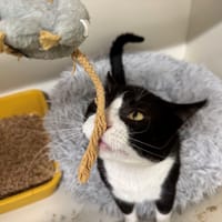 OSCAR A17365, chat à adopter