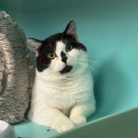 FICELLE A17340, chatte à adopter