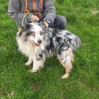 URUS, chien à adopter