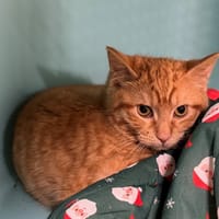 TEEMO A17364, chat à adopter