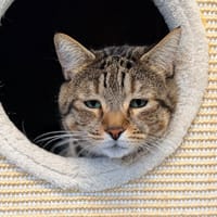 MOCHI, chat à adopter