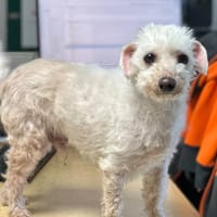 Cookie, chien à adopter