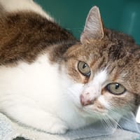 TAURA C, chatte à adopter