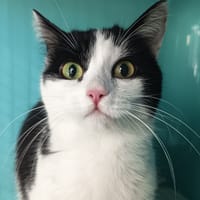 COOKIE C, chatte à adopter