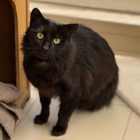 nounours CAB5310, chat à adopter