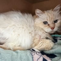 Joy, chatte à adopter