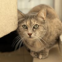 Lina CAB5322, chatte à adopter