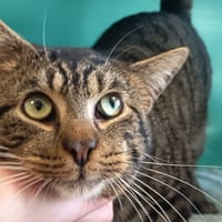 TWIX C, chat à adopter