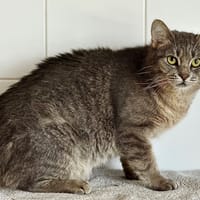 Petit Nuage, chat à adopter
