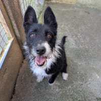 PETUNIA, chienne à adopter